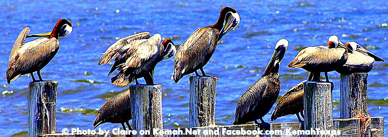 Kemah.Net"s
                                Picture of Pelicans Basking in the Fall
                                Sun just off the Kemah, Boardwalk in
                                Kemah, Texas  Photo by Claire Durkee
                                Worthington, Kemah.Net,
                                facebook.com/KemahTexas