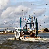 Shrimp Boat headed under Kemah Bridge with shrimp "Photography is a calling an act of bearing witness" The pictures on this web site are © Claire Kemah.Net