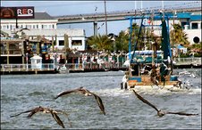 Kemah Boardwalk Morning Catch Pelicans follow Shrimp Boat at Kemah Boardwalk